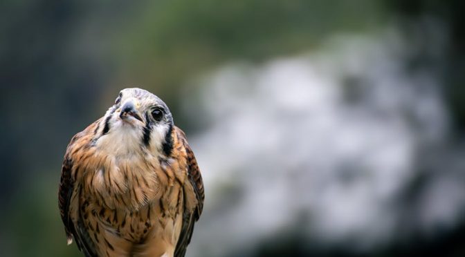 珍禽異獸醫院：你一定要知嘅實用問答指南